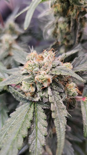Growreport Bild 12