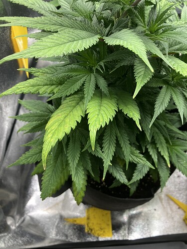 Growreport Bild 6