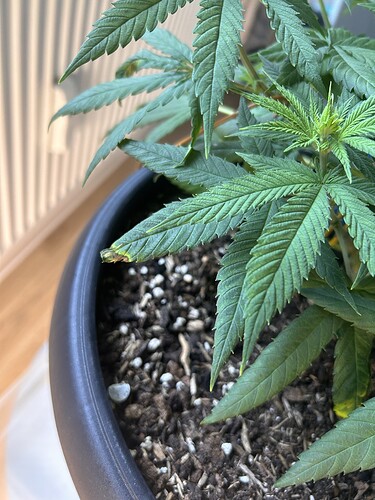 Growreport Bild 33