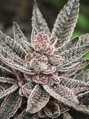 Growreport Bild 7