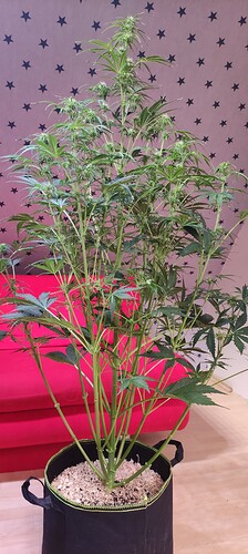 Growreport Bild 35