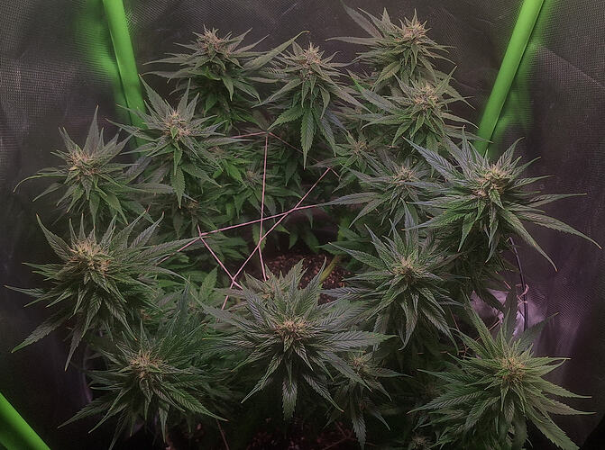 Growreport Bild 6