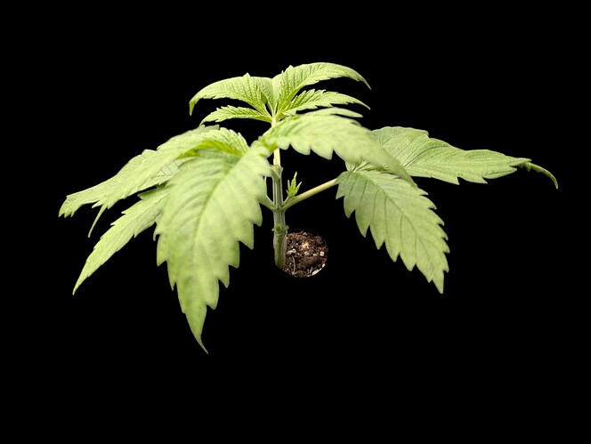 Growreport Bild 19
