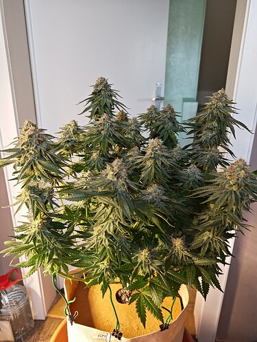Growreport Bild 4