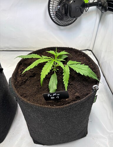 Growreport Bild 4
