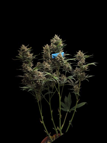 Growreport Bild 32