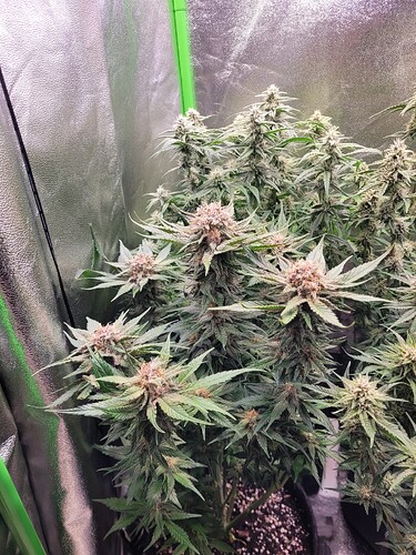 Growreport Bild 27