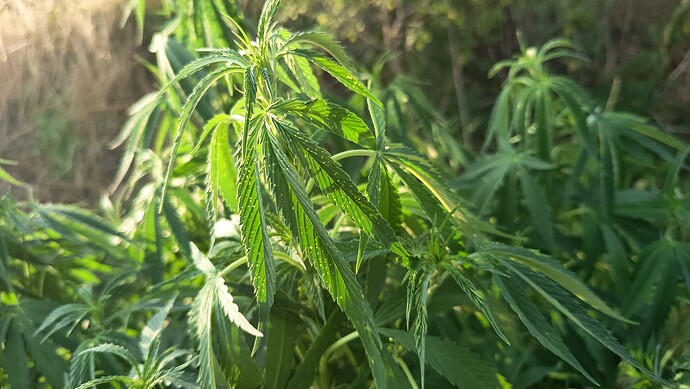 Growreport Bild 3
