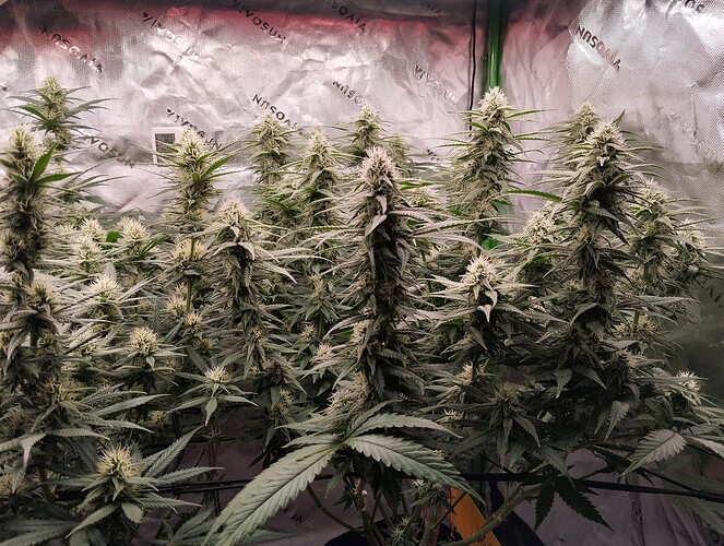 Growreport Bild 3