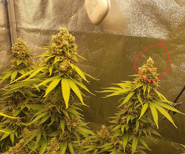 Growreport Bild 4