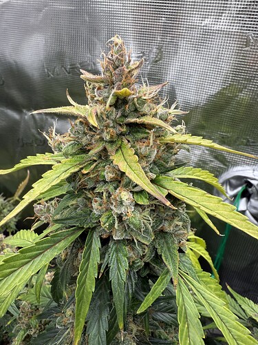 Growreport Bild 17