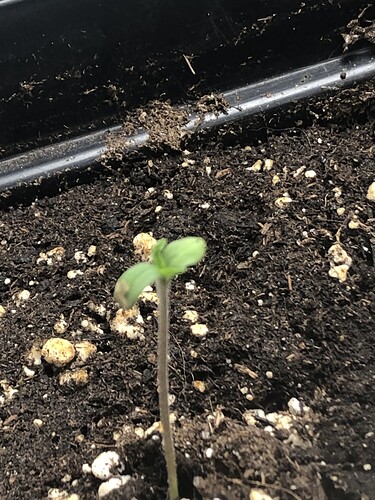 Growreport Bild 28