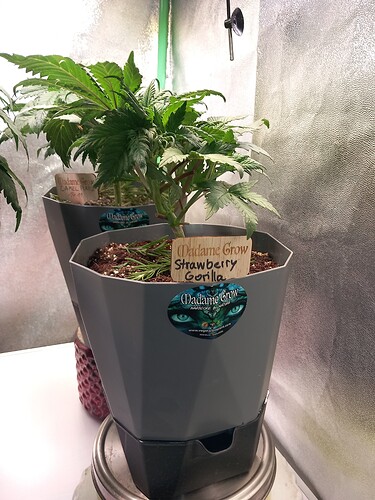 Growreport Bild 9