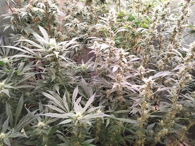 Growreport Bild 6