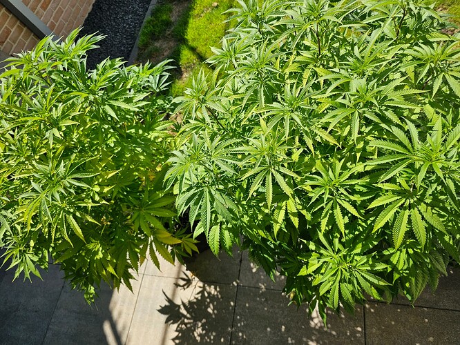 Growreport Bild 2