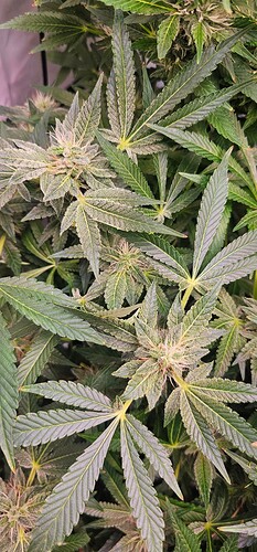 Growreport Bild 4