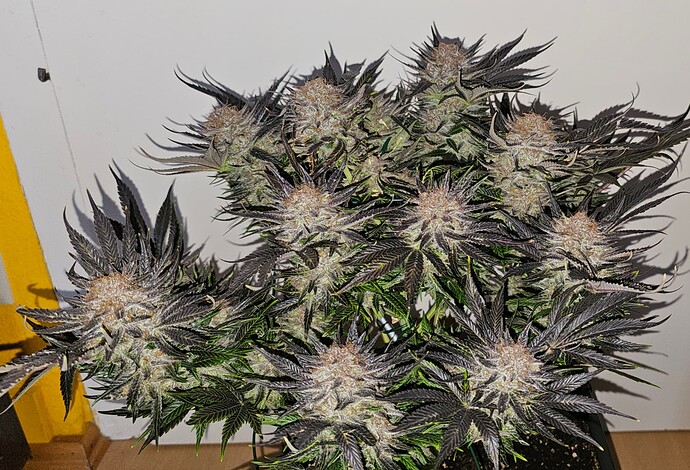 Growreport Bild 44