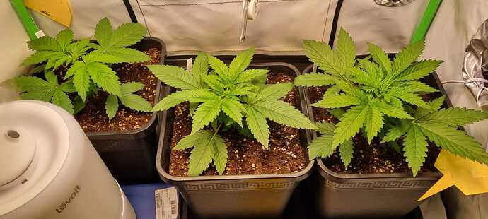 Growreport Bild 2