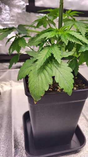 Growreport Bild 8