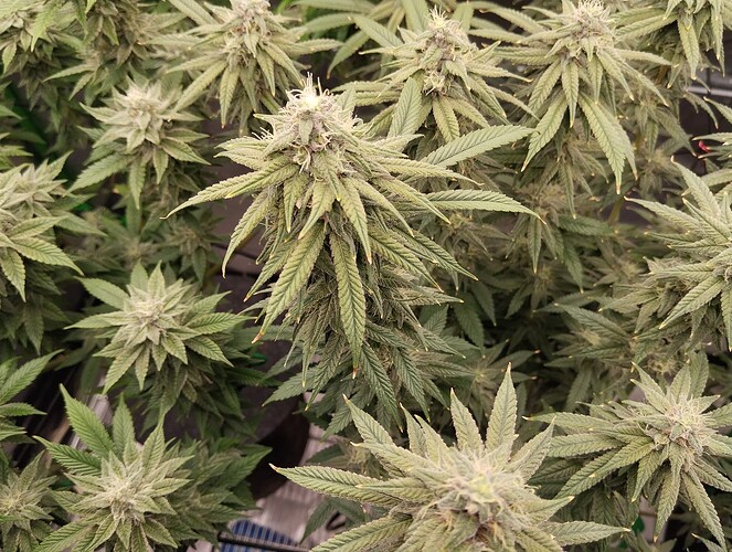 Growreport Bild 4