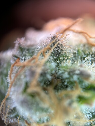 Growreport Bild 20