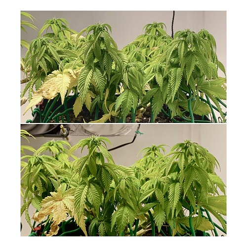 Growreport Bild 39
