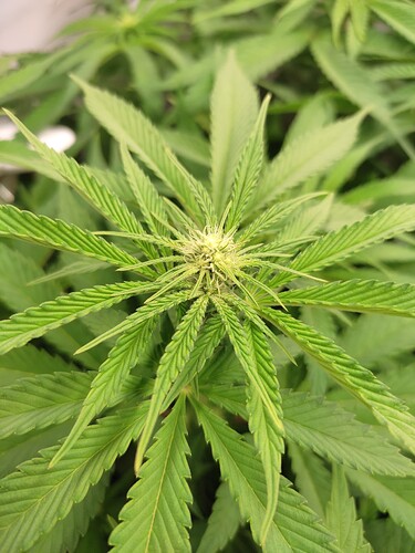 Growreport Bild 6