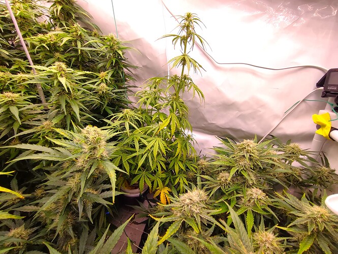 Growreport Bild 38