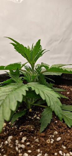 Growreport Bild 23