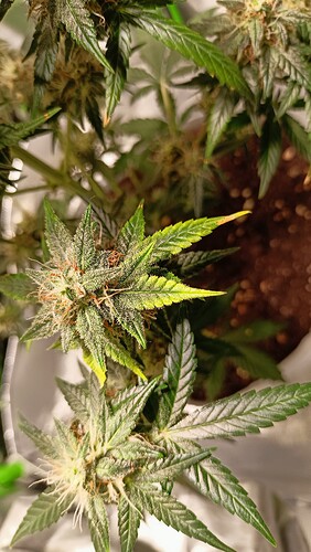 Growreport Bild 3