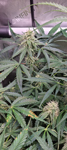 Growreport Bild 42