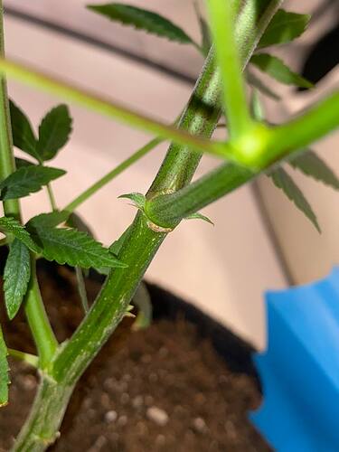 calyxe oder zwitter slurricane x p