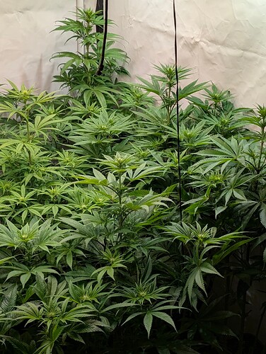 PXL_20250529_132515050