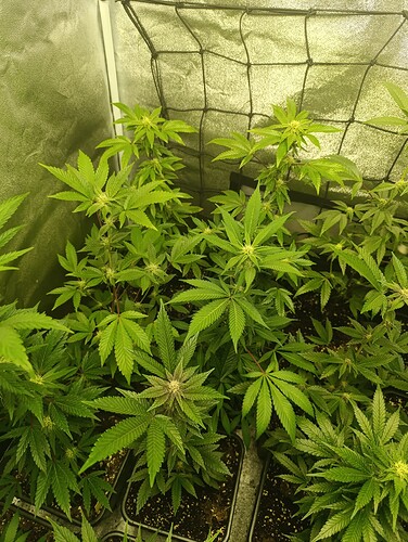 Growreport Bild 3