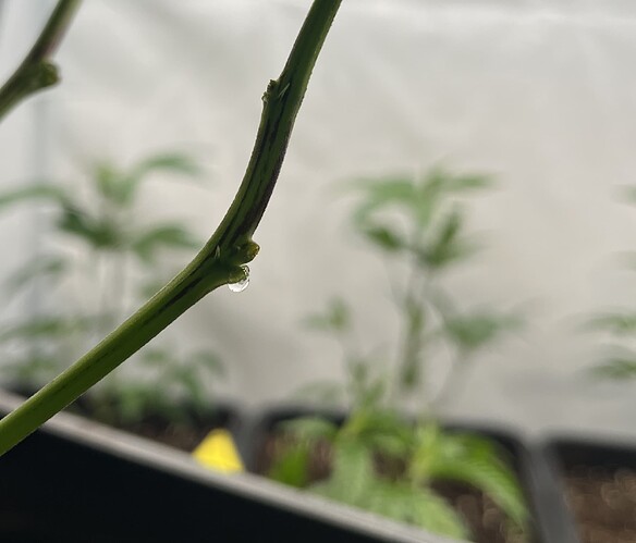 Growreport Bild 6
