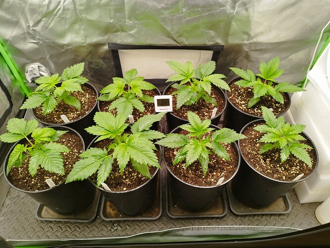 Growreport Bild 1
