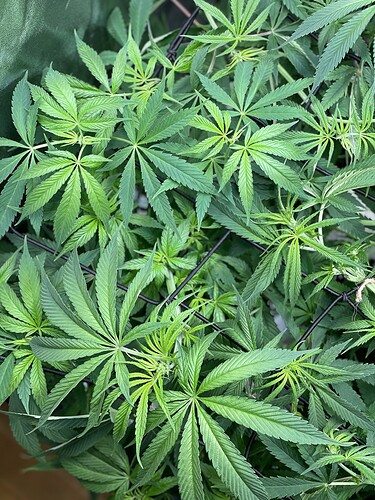Growreport Bild 37