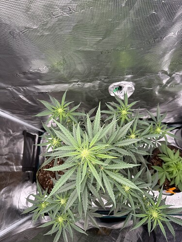 Growreport Bild 27