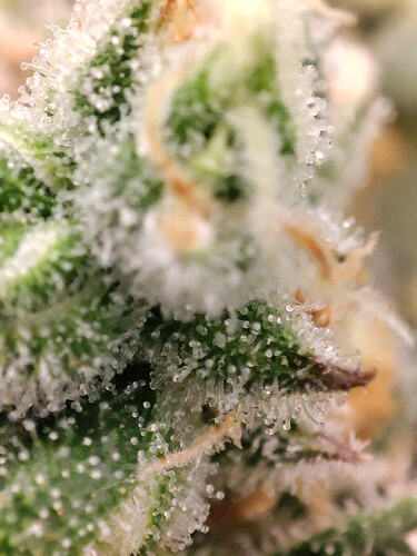 Growreport Bild 26