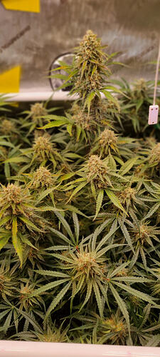 Growreport Bild 30