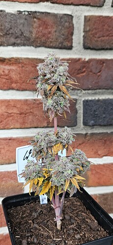Growreport Bild 6