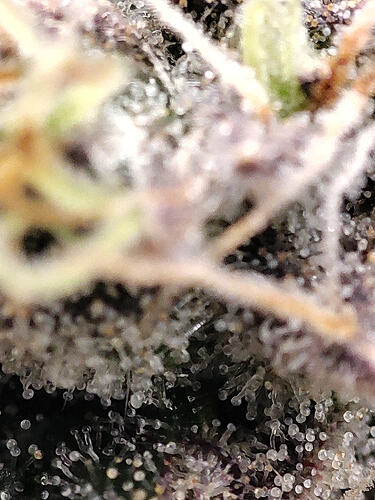 Growreport Bild 5