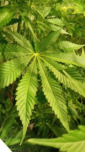 Growreport Bild 39
