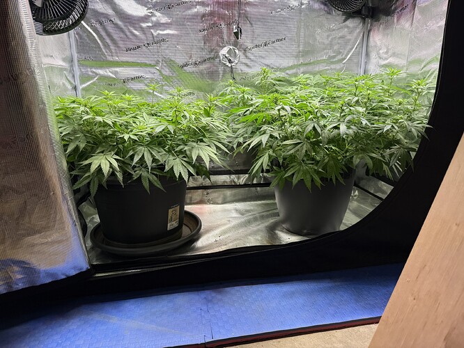 Growreport Bild 65