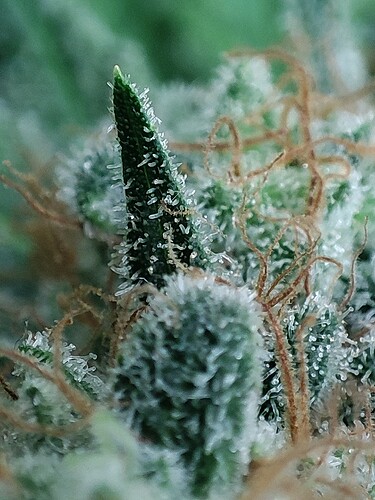 Growreport Bild 105