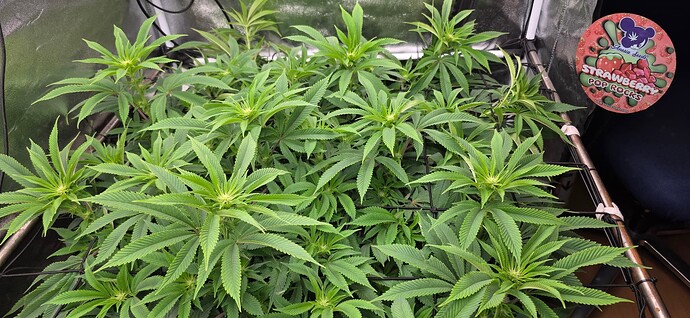 Growreport Bild 39