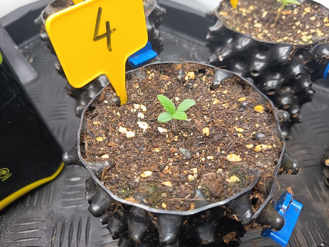 Growreport Bild 38