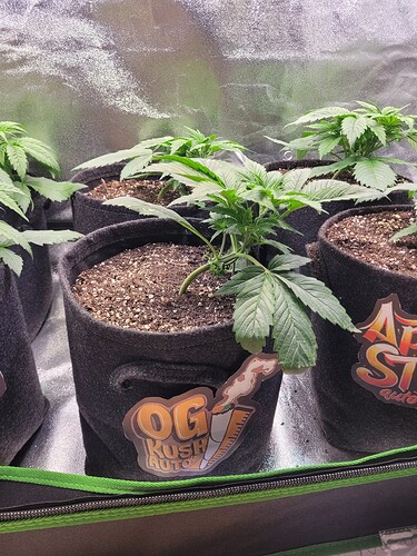 Growreport Bild 8