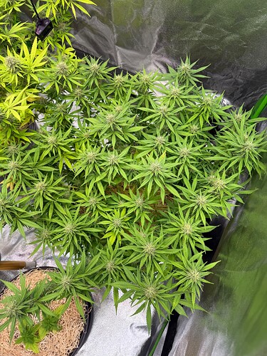 Growreport Bild 4
