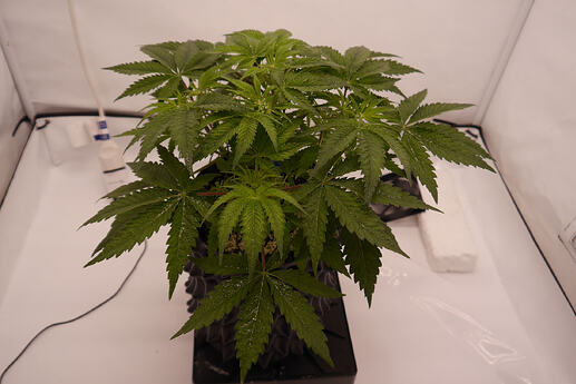 Growreport Bild 1